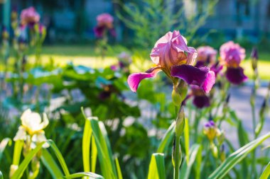 doğal çevre güzel süsen çiçeği.