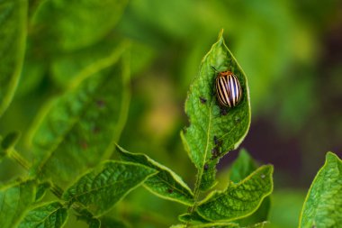 Colorado patates böceği patates Bush