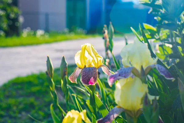 Belle iris fleurs dans l'environnement naturel — Photo