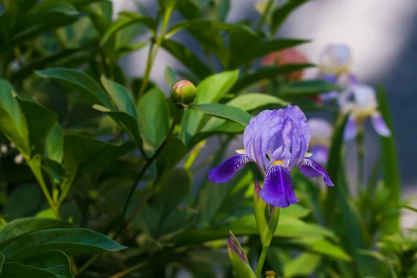 Prachtige irissen bloemen in natuurlijke omgeving — Stockfoto