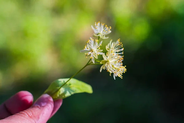 Lipový květ v rukou venku — Stock fotografie