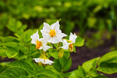 doğal ortamda patates çiçek
