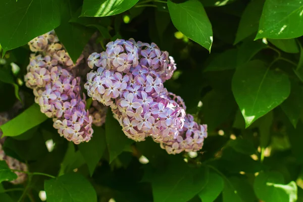 春天盛开的紫丁香 — 图库照片