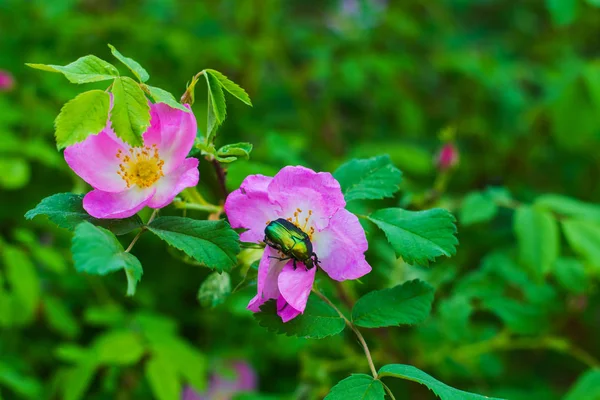 Blommande vilda rosenbuskar — Stockfoto