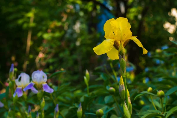 Hermosos iris flores en el entorno natural —  Fotos de Stock