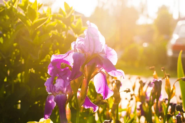 Belle iris fleurs dans l'environnement naturel — Photo