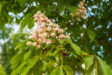 ağaçta kestane çiçeği