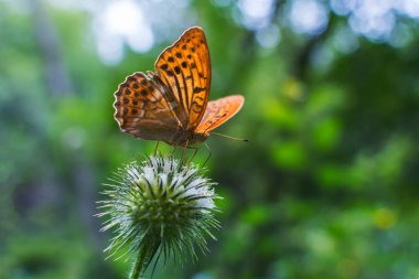 bir bitki üzerinde ormanda turuncu kelebek