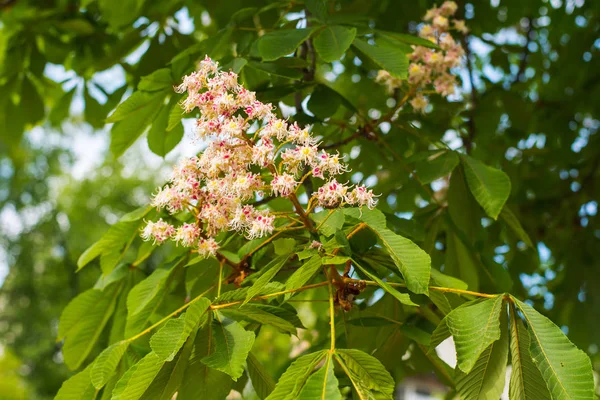 Chestnut Blossom på trädet — Stockfoto