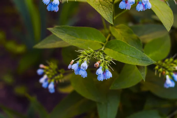Små blå klockor blommor — Stockfoto