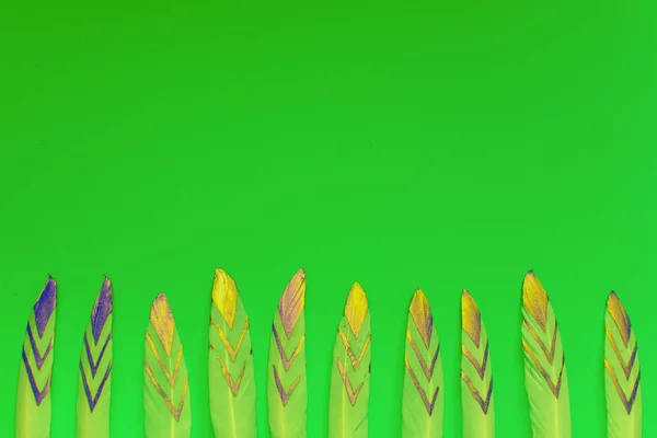 Ozdobne pióra na zielonym tle z przestrzenią kopiowania — Zdjęcie stockowe