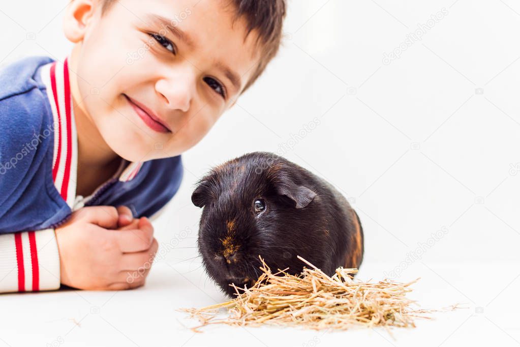 boy feeding Guinea pig on white background