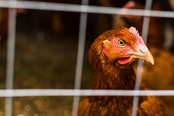 Hnědé kuře v kleci zblízka — Stock fotografie