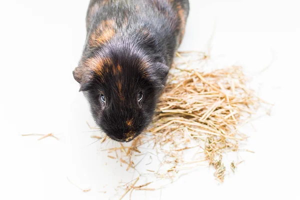 Erwachsene schwarze Meerschweinchen mit Heu auf weißem Hintergrund — Stockfoto