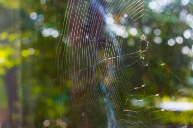 örümcek web yakın çekim