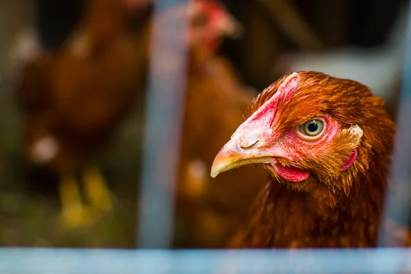 Hnědé kuře v kleci zblízka — Stock fotografie