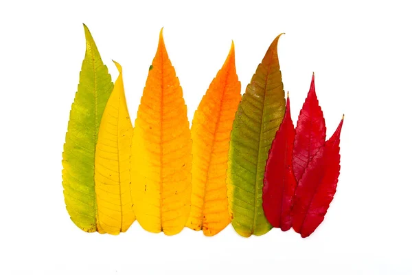 Kleurrijke Herfstbladeren op witte geïsoleerde achtergrond — Stockfoto