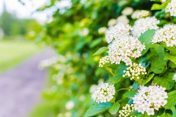 Bush fleuri avec des fleurs blanches le long de l'allée — Photo