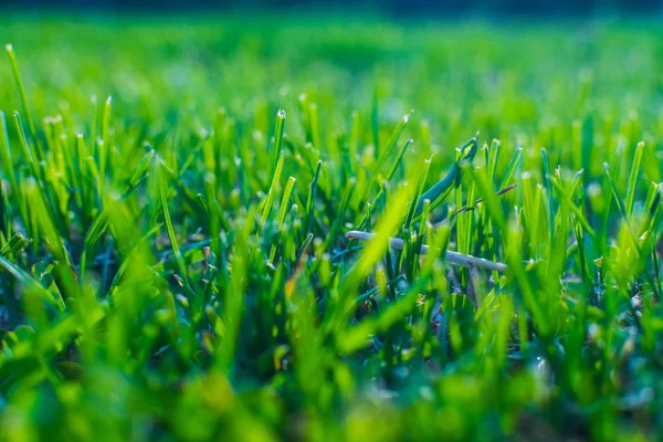 Трава крупным планом. мелкая глубина резкости . — стоковое фото
