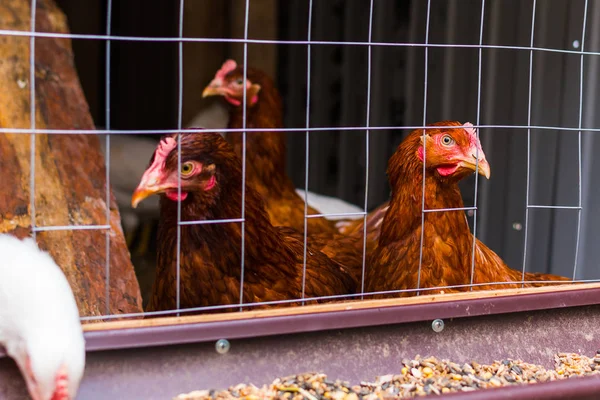 Várias galinhas em um galinheiro close-up Fotos De Bancos De Imagens
