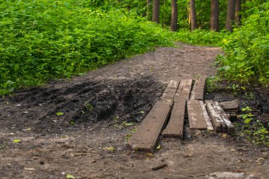 Yazın yeşil ormanda yol