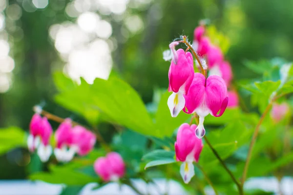 Trädgård rosa blommor närbild i naturlig miljö — Stockfoto