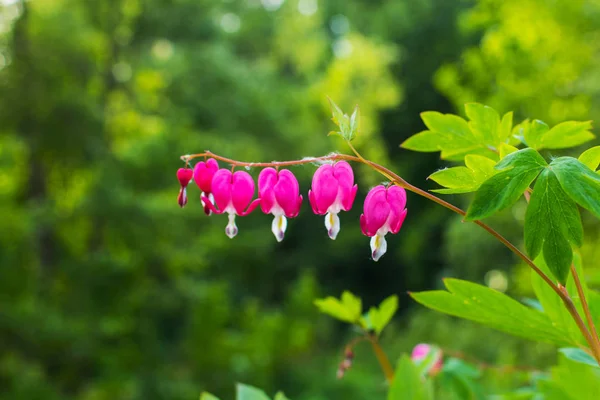 Tuin roze bloemen close-up in natuurlijke omgeving — Stockfoto