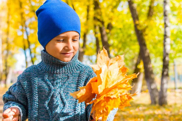 Мальчик в вязаном свитере с кучей кленовых листьев на прогулке — стоковое фото