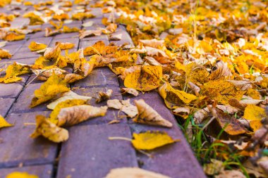 Park'taki kaldırımda sarı yapraklar. yumuşak sonbahar.