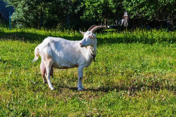 夏の草原を歩く白いヤギ — ストック写真