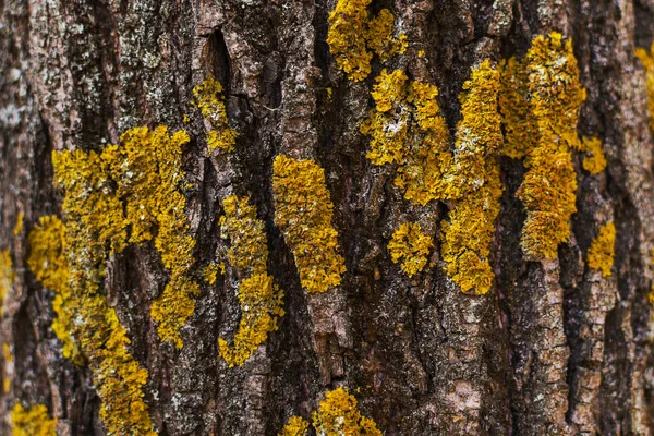 Дерево с жёлтым лишайником крупным планом — стоковое фото