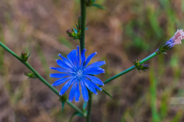 Cichorei bloem close-up in natuurlijke omgeving — Stockfoto