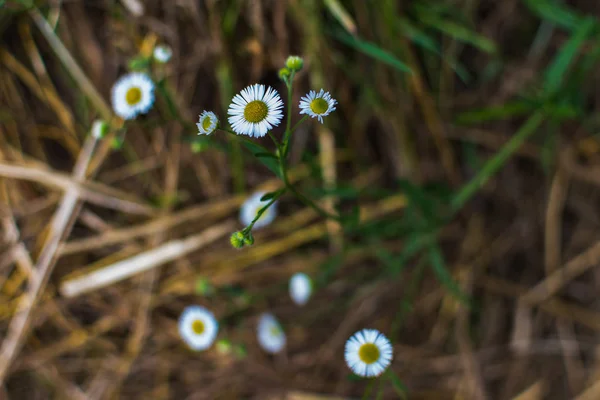 Białe Erigeron annuus kwiaty w środowisku naturalnym — Zdjęcie stockowe