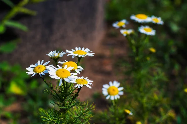 Rumianek kwiaty łąka zbliżenie w naturalnym środowisku — Zdjęcie stockowe