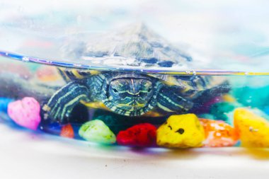 little turtle in the aquarium clipart