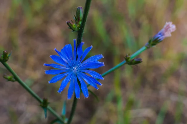 Achicoria flor primer plano en el entorno natural —  Fotos de Stock