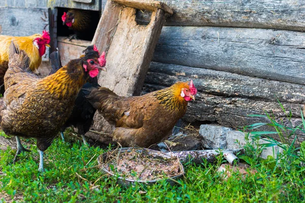 Kuře na dvoře na venkově — Stock fotografie