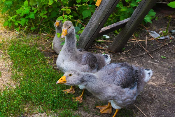 Grijze ganzen in de natuurlijke omgeving op het platteland — Stockfoto