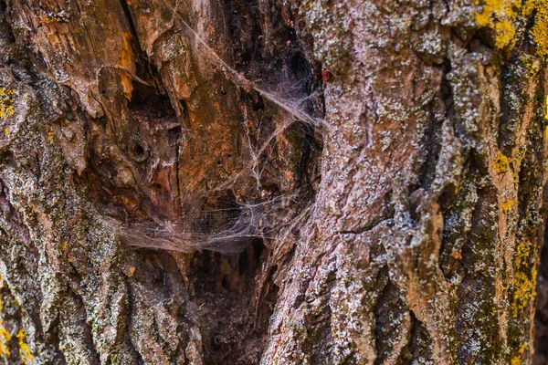 Фон старого дерева с паутинными паутинами — стоковое фото
