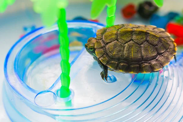 little turtle in the aquarium