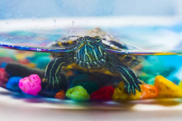 Tartaruga pequena no aquário — Fotografia de Stock