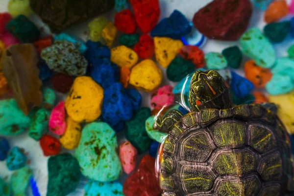 little turtle in the aquarium