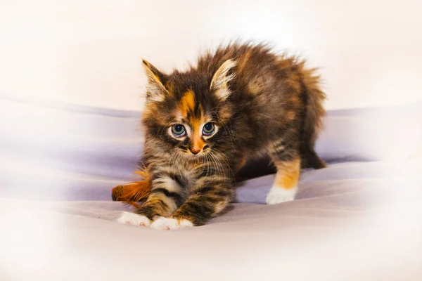 Little ruffled from anxiety kitten — Stock Photo, Image