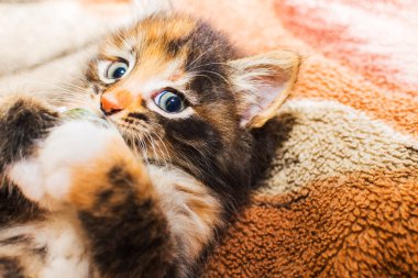 bir evcil hayvan. evde sevimli küçük kedi yavrusu