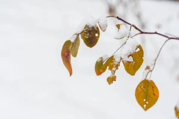 Hojas amarillas en la nieve — Foto de Stock