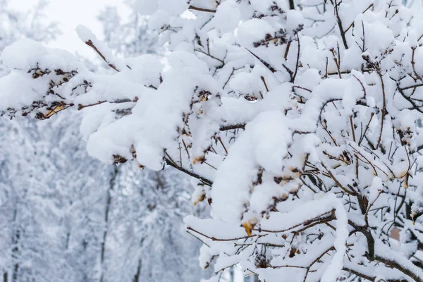 Árboles cubiertos de nieve. invierno nevado — Foto de Stock