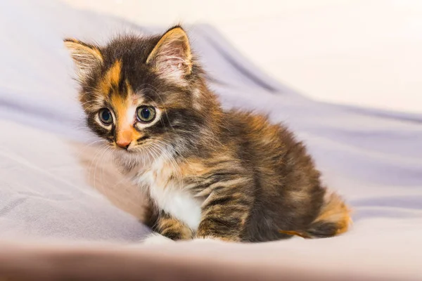 Egy kisállat. aranyos kis cica otthon — Stock Fotó