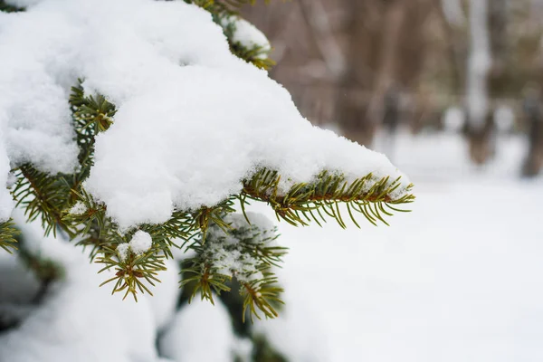 Abeto cubierto de nieve de cerca — Foto de Stock