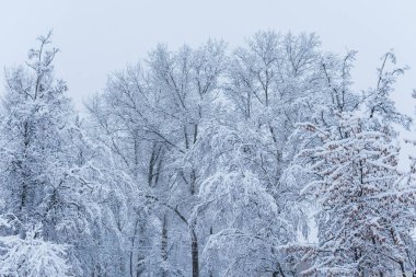 Karla kaplı ağaçlar. karlı kış