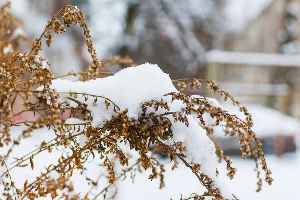 Ramas secas de plantas cubiertas de nieve de cerca — Foto de Stock